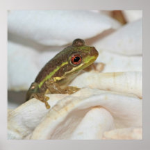 Affiche de nature de grenouille de bébé