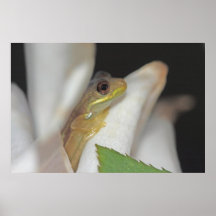 Affiche de nature de grenouille