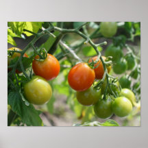 Affiche de nature de tomates cerise de jardin