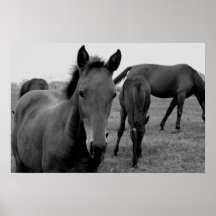 affiche de photographie de chevaux