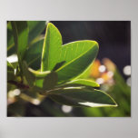 Affiche de plan rapproché de nature