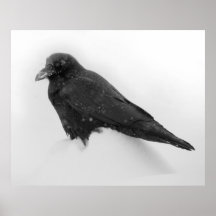 Affiche de Raven