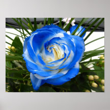 Affiche de rose de bleu