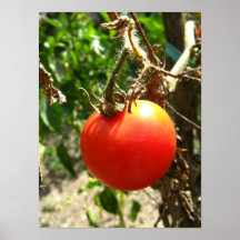 Affiche de tomate