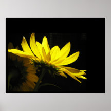 Affiche de tournesol