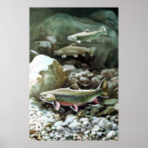 Affiche de truite de ruisseau