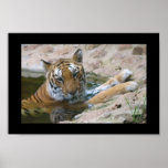 affiche de visage de tigre