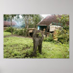 affiche d'éléphant de bébé