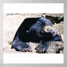 affiche d'ours noir de zoo