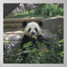 Affiche d'ours panda