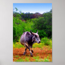 Affiche en deux étapes de zébu du Texas