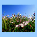Affiche - fleurs sauvages de la Californie posters