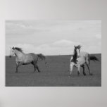 Affiche galopante de toile de chevaux