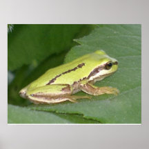 Affiche, grenouille verte
