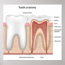 Affiche humaine d'anatomie   de dent