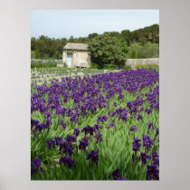 AFFICHE - iris de Van Gogh