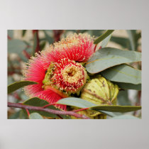 AFFICHE - l'eucalyptus fleurit l'Australie occiden