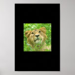 affiche lionface2