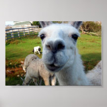 Affiche maladroite de lama