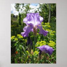Affiche mauve d'iris