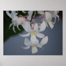 Affiche miniature blanche d'orchidées