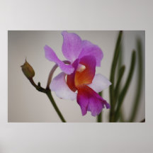 Affiche miniature rose d'orchidée
