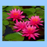 Affiche - nénuphars/lilypads roses posters