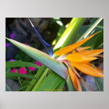 Affiche/oiseau du paradis/de San Diego, la Califor