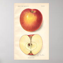 Affiche opalescente vintage d'Apple