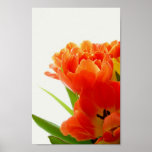 Affiche orange de tulipes