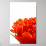 Affiche orange de tulipes