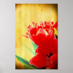 Affiche orange de tulipes