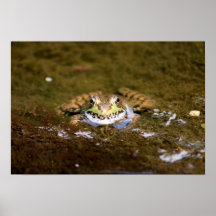Affiche paresseuse de la grenouille 19x13 de jour
