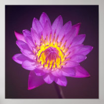 Affiche pourpre de fleur de Lotus