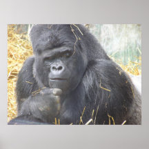 Affiche réfléchie de gorille