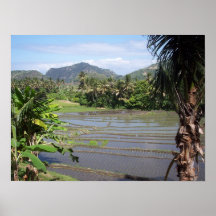AFFICHE - rizières dans Bali