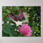 Affiche rose de coup de grâce rose