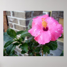 Affiche rose de fleur