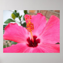 Affiche rose de ketmie