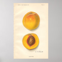 Affiche vintage de pêches