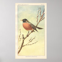 Affiche vintage de Robin