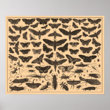 Affiche vintage d'insectes