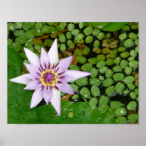 Affiche violette de Waterlily