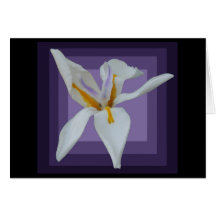 AfricanIris115 Carte De Vœux