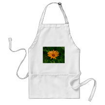 Afrikaanse Daisy Schorten