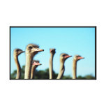 Afrikaanse Struisvogels en blauwe hemelen Stretched Canvas Afdruk
