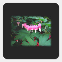 Aftappende Harten. Roze Bloemen Vierkante Stickers