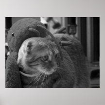 Agadore Spartacus : Chat tigré Posters