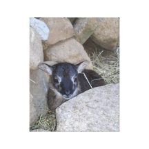 Agneau de Soay Toile Tendue Sur Châssis