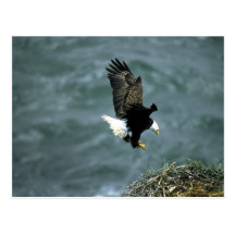 Aigle chauve en vol, archipel de Kodiak, Alaska Cartes Postales